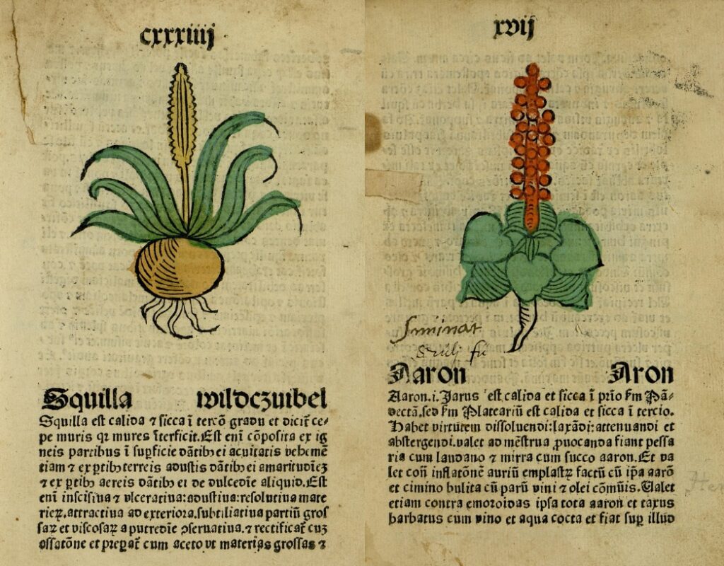 Zbierky liečivých bylín a rastlín nadväzujú na antickú tradíciu. Z pohľadu výtvarného umenia mali tieto diela s početnými ilustráciami vplyv na dobové maliarstvo a grafiku.